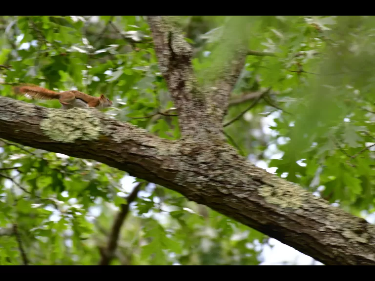 A downy woodpecker in Lincoln, photographed by Gail Sartori.