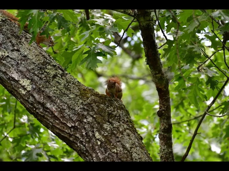 A downy woodpecker in Lincoln, photographed by Gail Sartori.