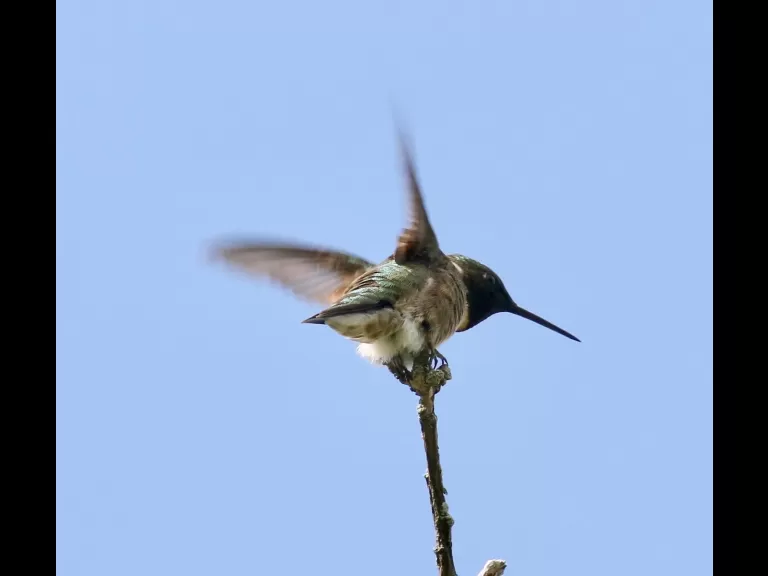 An eastern bluebird at Breakneck Hill Conservation Land in Southborough, photographed by Steve Forman.