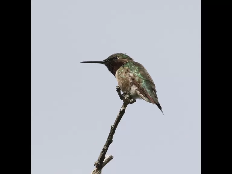 An eastern bluebird at Breakneck Hill Conservation Land in Southborough, photographed by Steve Forman.