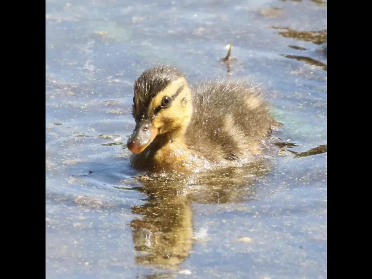 Mallards at Hager Pond in Marlborough, photographed by Steve Forman.