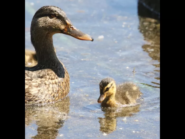 Mallards at Hager Pond in Marlborough, photographed by Steve Forman.