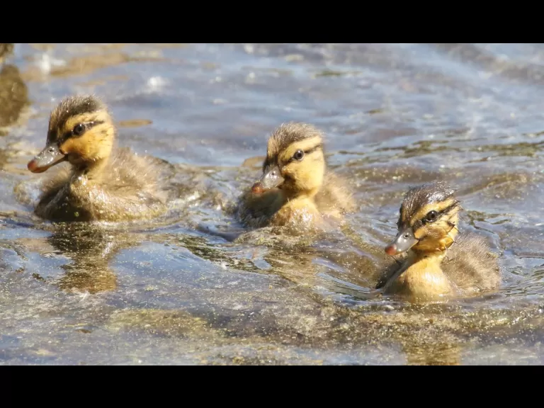 Mallards at Hager Pond in Marlborough, photographed by Steve Forman.