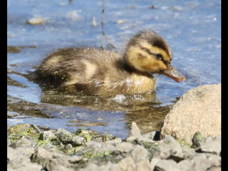 Mallards at Hager Pond in Marlborough, photographed by Steve Forman.