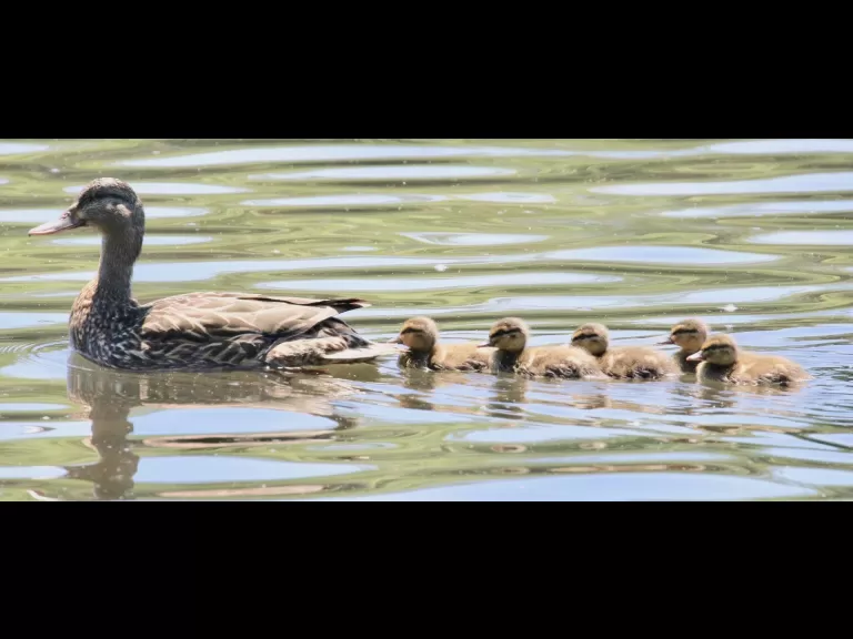 Mallards at Hager Pond in Marlborough, photographed by Steve Forman.