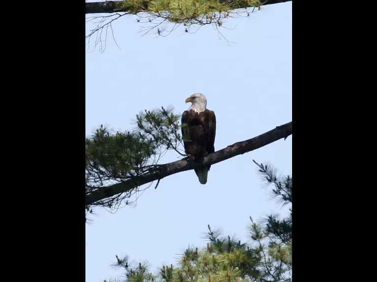 A bald eagle at Foss Reservoir in Framingham, photographed by Steve Forman.