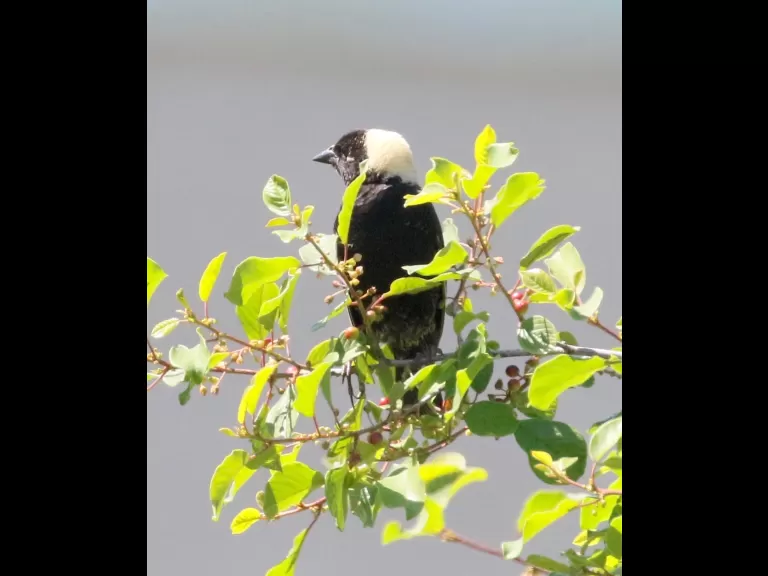 A bobolink at Breakneck Hill Conservation Land in Southborough, photographed by Steve Forman.