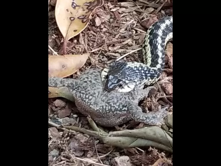 A common garter snake eating an American toad in Sudbury, photographed by Liz Hanna.