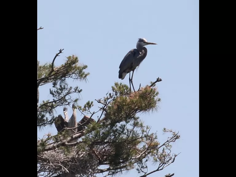 Great blue herons at the Sudbury Reservoir in Southborough, photographed by Steve Forman.