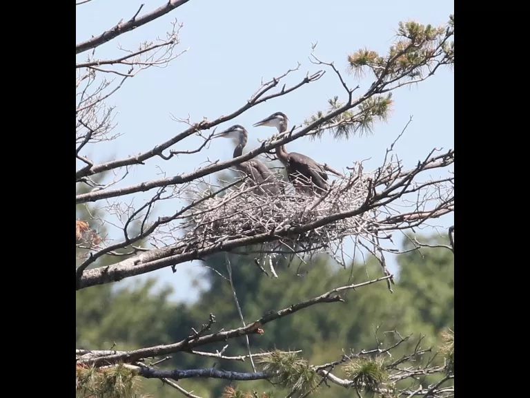 Great blue herons at the Sudbury Reservoir in Southborough, photographed by Steve Forman.