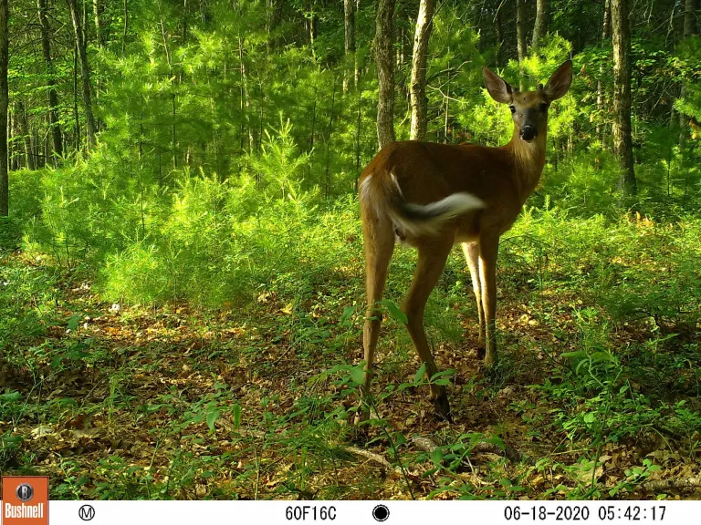 A white-tailed deer at SVT's General Federation of Women's Clubs of Massachusetts Memorial Forest in Sudbury, photographed with an automatically triggered wildlife camera by Craig Smith.