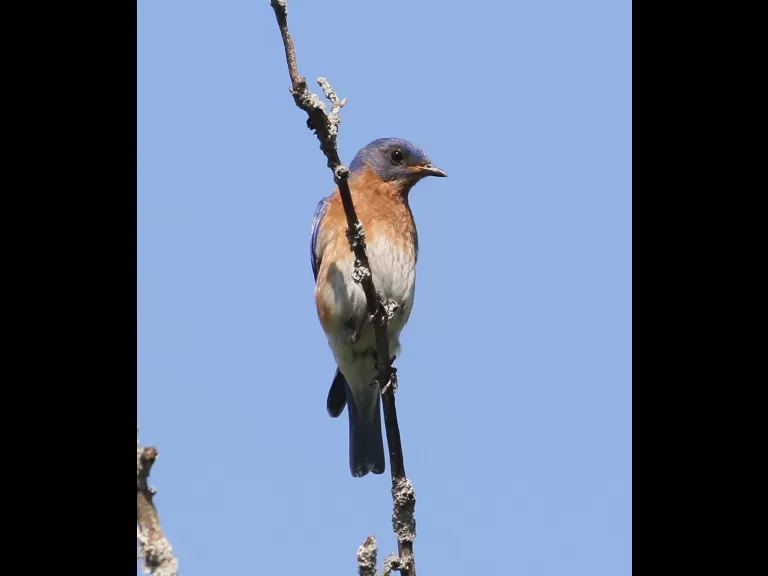Cedar waxwings at Breakneck Hill Conservation Land in Southborough, photographed by Steve Forman.