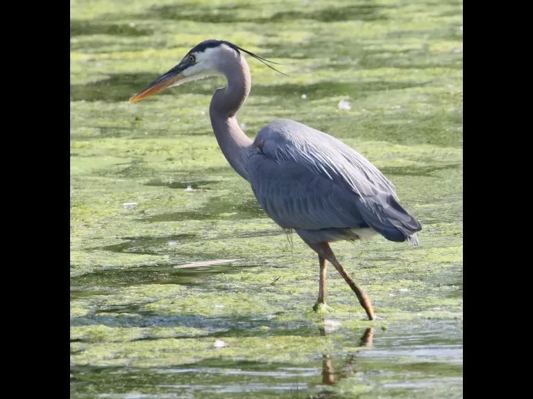 A great blue heron at Hager Pond in Marlborough, photographed by Steve Forman.