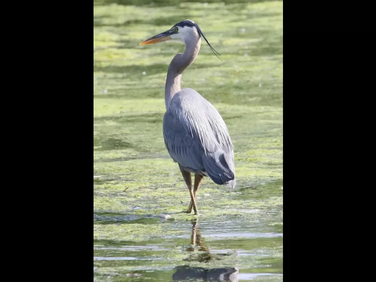 A great blue heron at Hager Pond in Marlborough, photographed by Steve Forman.