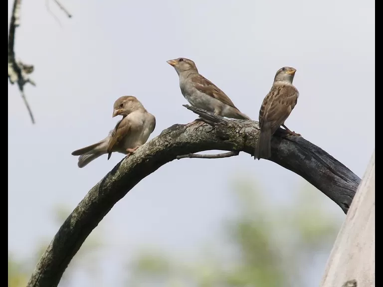 Cedar waxwings at Breakneck Hill Conservation Land in Southborough, photographed by Steve Forman.