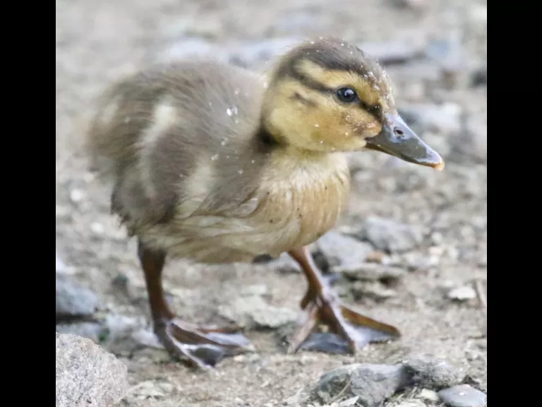 A great blue heron at Hager Pond in Marlborough, photographed by Steve Forman.