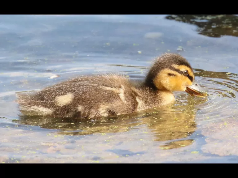 A great blue heron at Hager Pond in Marlborough, photographed by Steve Forman.