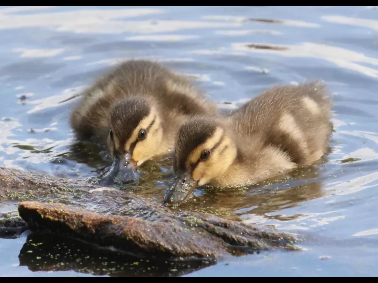 A great blue heron at Hager Pond in Marlborough, photographed by Steve Forman.