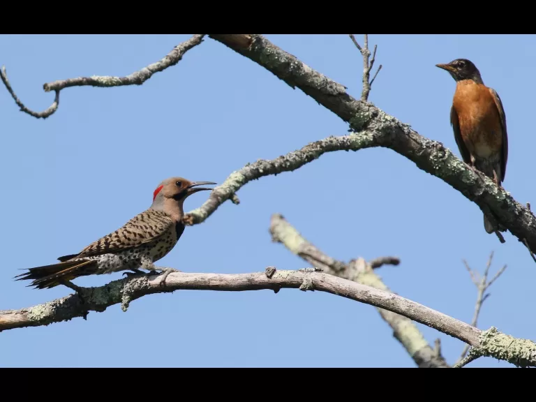 Cedar waxwings at Breakneck Hill Conservation Land in Southborough, photographed by Steve Forman.