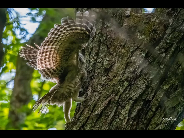 A barred owl in Wayland, photographed by Nancy Wright.
