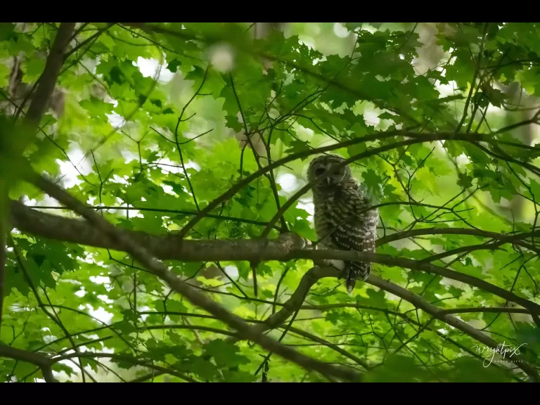 A barred owl in Wayland, photographed by Nancy Wright.