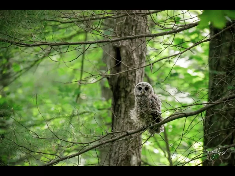 A barred owl in Wayland, photographed by Nancy Wright.