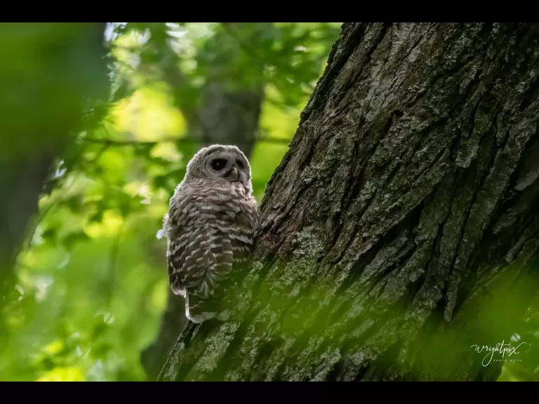 A barred owl in Wayland, photographed by Nancy Wright.