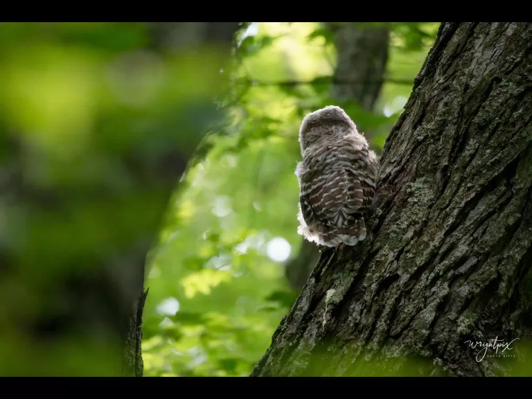 A barred owl in Wayland, photographed by Nancy Wright.