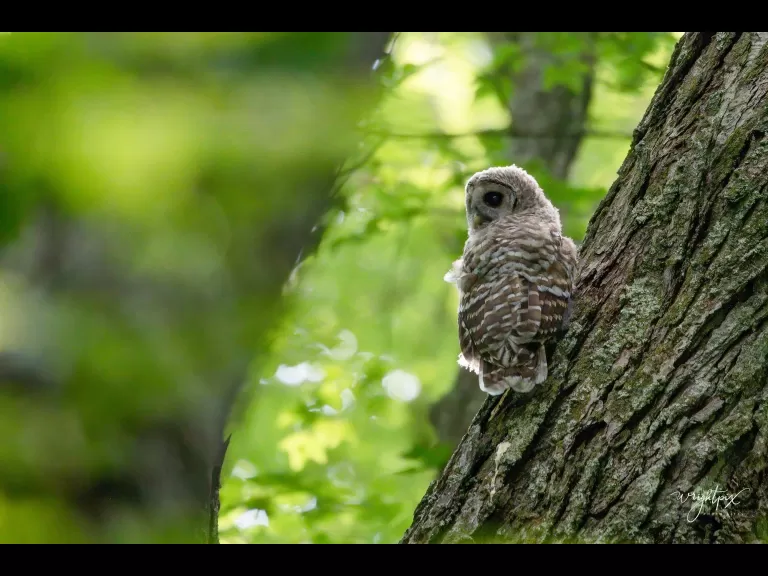 A barred owl in Wayland, photographed by Nancy Wright.