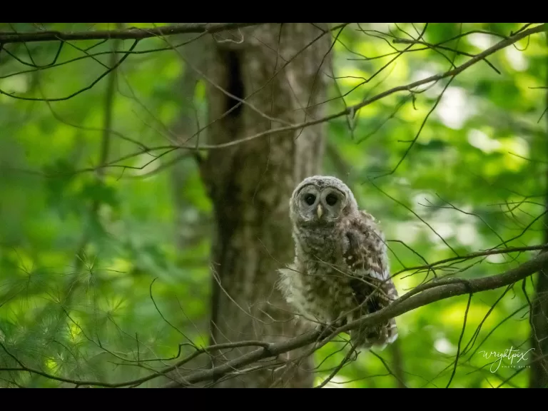 A barred owl in Wayland, photographed by Nancy Wright.