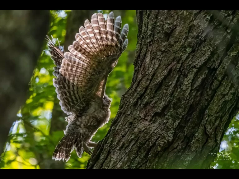 A barred owl in Wayland, photographed by Nancy Wright.