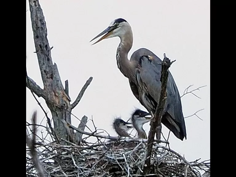 Great blue herons at their nest in Sudbury, photographed by Joan Chasan.