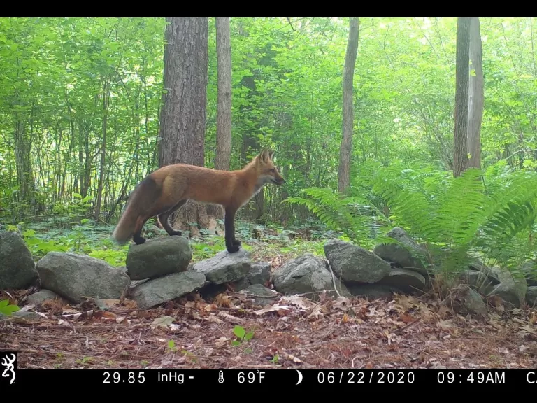 White-tailed deer in Framingham, photographed with an automatically triggered wildlife camera by Margaret McKane.