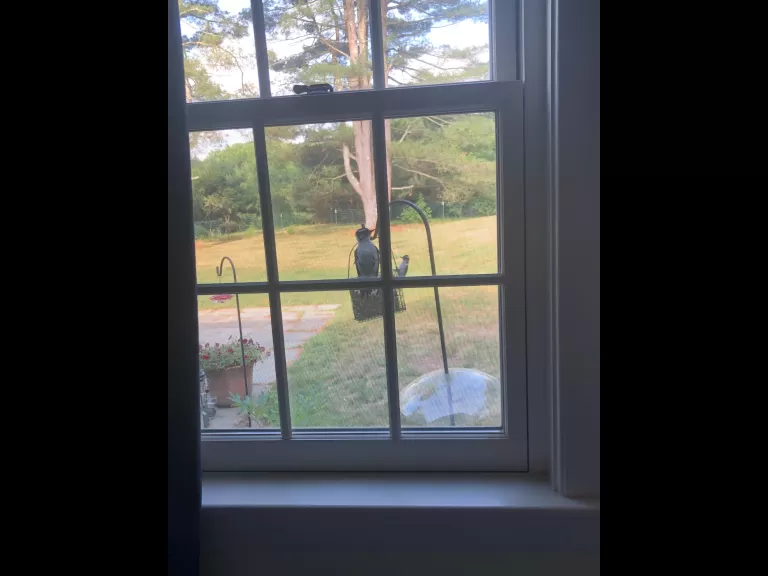 Downy woodpeckers in Sudbury, photographed by Sarah Davis.