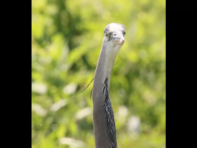 A great blue heron at Farm Pond in Framingham, photographed by Steve Forman.