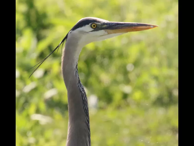 A great blue heron at Farm Pond in Framingham, photographed by Steve Forman.
