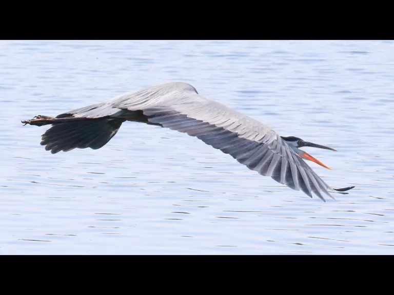 A great blue heron at Farm Pond in Framingham, photographed by Steve Forman.