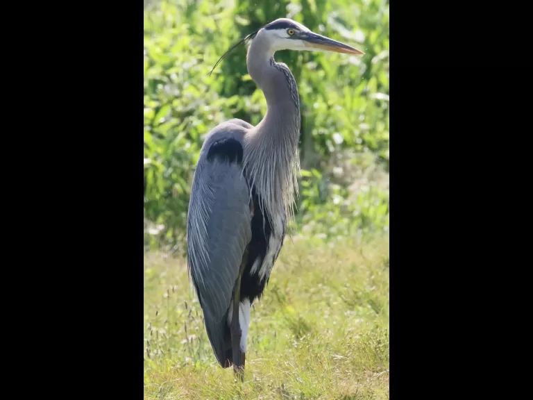 A great blue heron at Farm Pond in Framingham, photographed by Steve Forman.