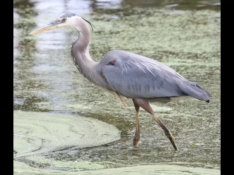 A double-crested cormorant at Hager Pond in Marlborough, photographed by Steve Forman.