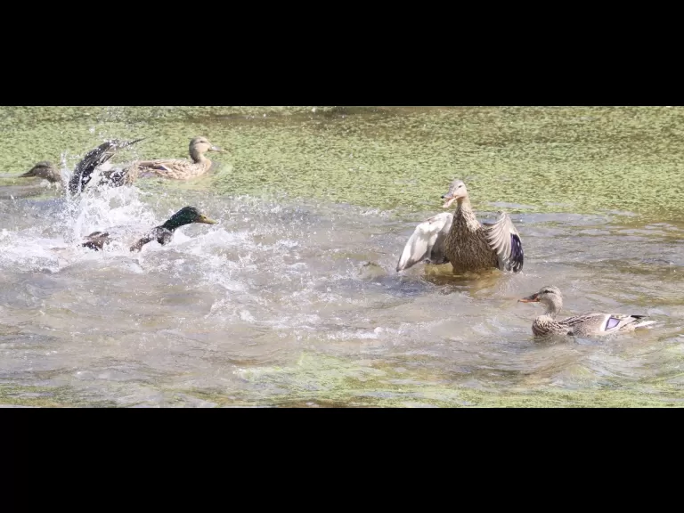 A double-crested cormorant at Hager Pond in Marlborough, photographed by Steve Forman.