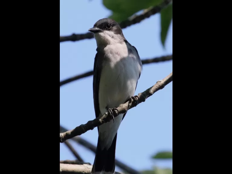 A common grackle at Hager Pond in Marlborough, photographed by Steve Forman.