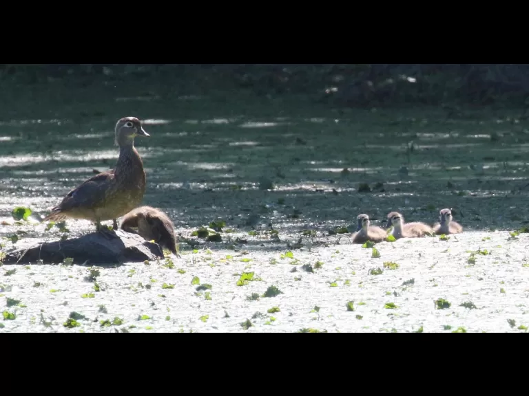 Wood ducks at Grist Mill Pond in Sudbury, photographed by Steve Forman.