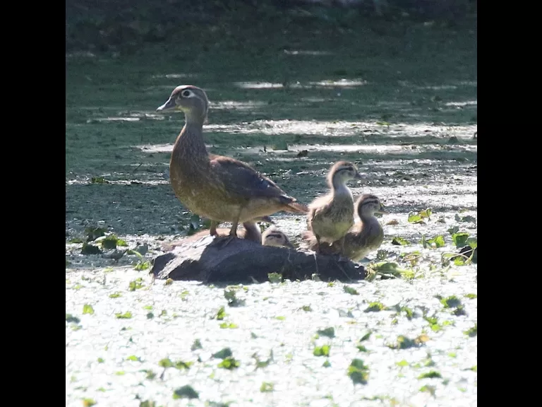 Wood ducks at Grist Mill Pond in Sudbury, photographed by Steve Forman.