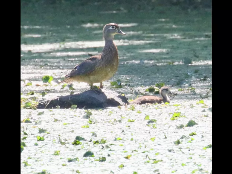 Wood ducks at Grist Mill Pond in Sudbury, photographed by Steve Forman.