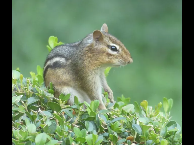 An eastern chipmunk in Lincoln, photographed by Harold McAleer.
