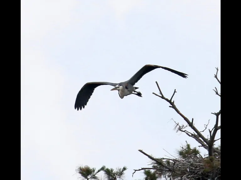 A great blue heron at the Sudbury Reservoir in Southborough, photographed by Steve Forman.