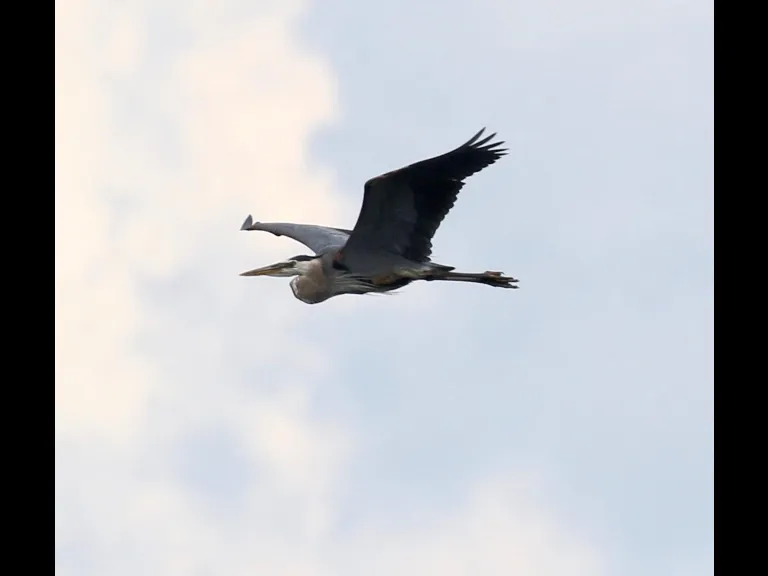 A great blue heron at the Sudbury Reservoir in Southborough, photographed by Steve Forman.