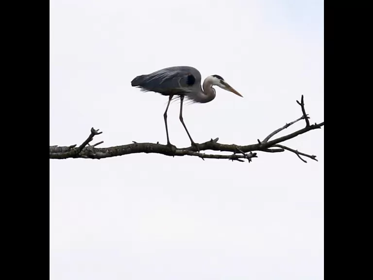 A great blue heron at the Sudbury Reservoir in Southborough, photographed by Steve Forman.