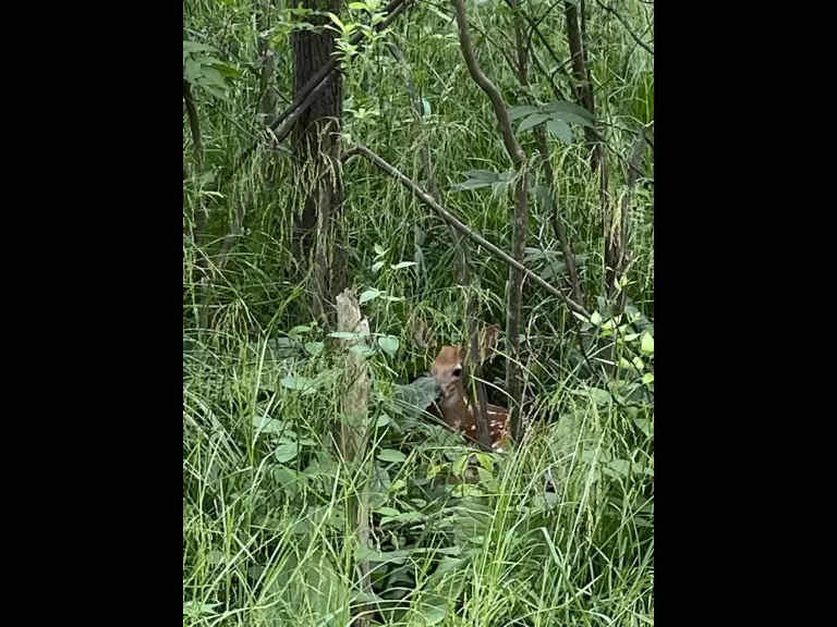 A white-tailed deer fawn along the Boroughs Loop Trail in Marlborough, photographed by Karin Paquin.
