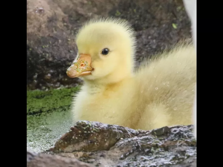 A domestic goose gosling at Hager Pond in Marlborough, photographed by Steve Forman.